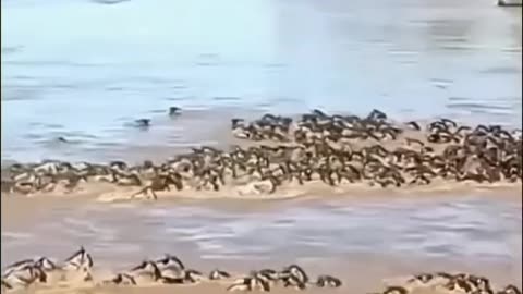 A herd buffalos migrates across the river