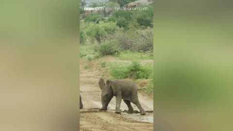 Just a baby elephant doing baby elephant things