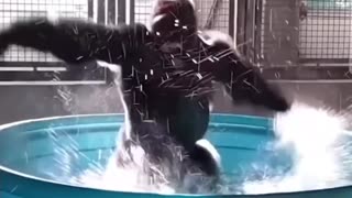 Gorilla Splash Dance