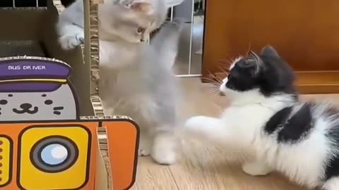 Funny and cute kittens Video.