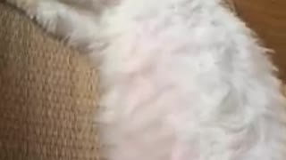 funny cats sleeping - white cat sleeping in a funny