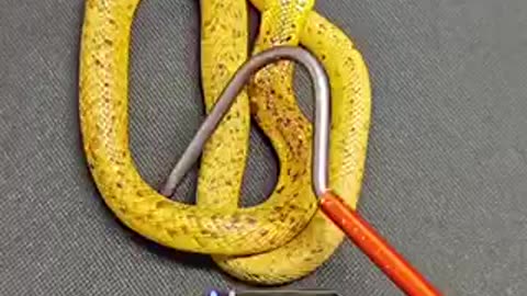 Beautiful snake 🐍 trending video