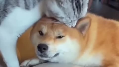 Unbelievable video of cat and dog friendship— you won't believe what happen next