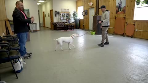 They have Extremely reactive pitbull + Leash reactive dog training