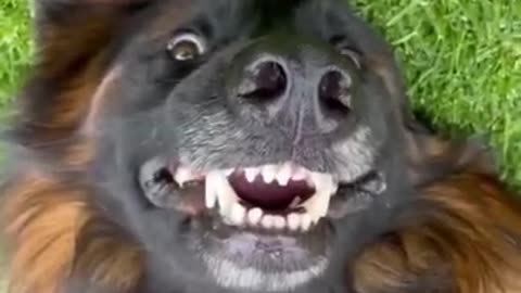 Funny Dog 5 second video Instagram reels video Laughing Dog Lover Status