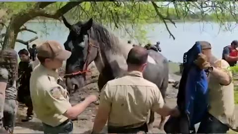 Drowning horse saved at New York City beach
