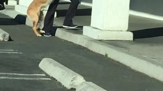 Golden Retriever Doesn't Want to go to Grooming Appointment