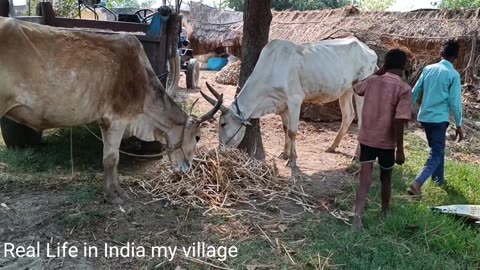 Life village How Do poor people work and the India/perfectly In the rural areas of India Life Vlogs