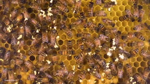 Sounds from Inside the Bee Hive / Sons de l'intérieur de la ruche d'abeilles