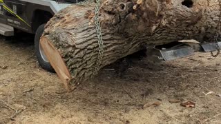 Hauling off a big cottonwood trunk