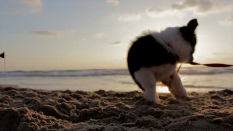 cute puppy at the beach