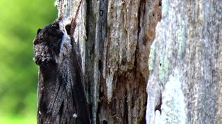 Moths Mating