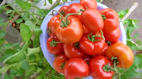 Grow tomatoes for your family with this method, you won't have to buy tomatoes anymore