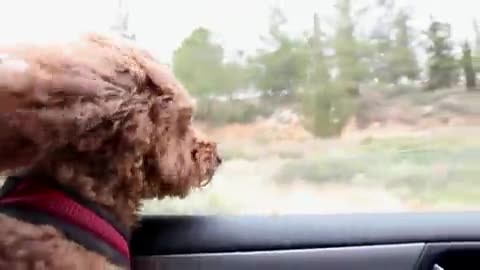 red Dog In the car