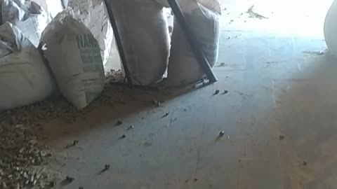 Biomass pellets machine