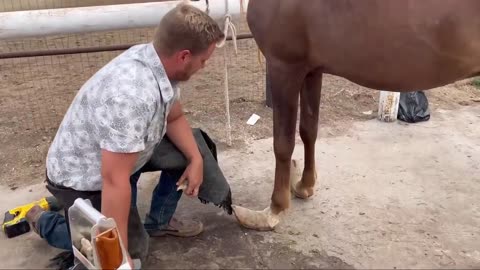 LONG HOOVES on ARABIAN STUD Horse restoration 🐎 🐎