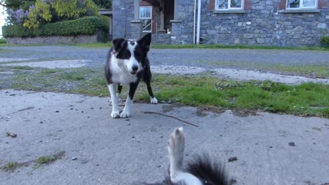 Border Collie and his "agent"