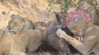 Lions Eating Buffalo Carcass