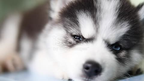 Cute sayberian husky puppy