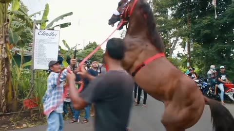 Kuda jinak di desa Gintungan