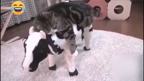 Funny Animal Video