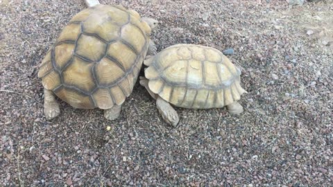 The Original Rock Crawlers Loki & Thor