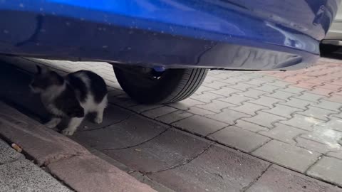 This sweet cat climbs on the hood of my car and waits for me to give her food