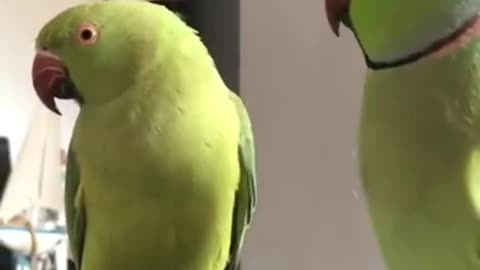 Parrot talking some interesting voice