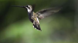 BEE ATTACKING HUMMINGBIRD😮