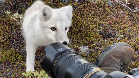 Encounter Wild Artic Fox