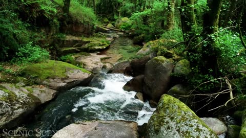 Forest In 4K 🌳The Healing Power Of Nature Sounds 🦜 Forest Sounds🪴 Scenic Relaxation