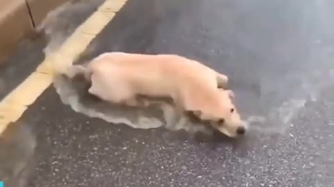 this dog loves to take a shower