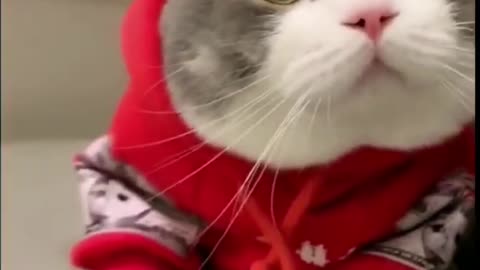 CUTE CAT WEARING A WOOLLEN CAP