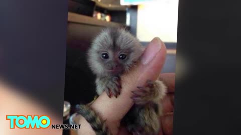 Tiny monkeys: thumb-sized pygmy marmosets are China's latest wealth symbol - TomoNews