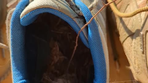 A Bird Made a Nest In My Hiking Boots,
