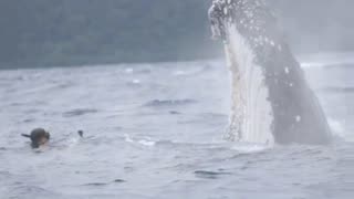 Swimming with a Humpback Whale