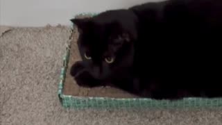 Adopting a Cat from a Shelter Vlog - Cute Precious Piper Lounges on Her Tuffet #shorts