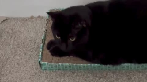 Adopting a Cat from a Shelter Vlog - Cute Precious Piper Lounges on Her Tuffet #shorts