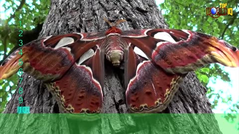 Top 10 Beautiful Insects in the World