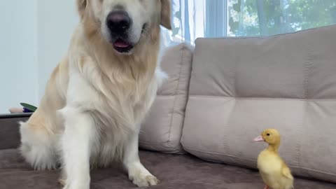 Golden Retriever Meets Baby Duckling for the First Time!