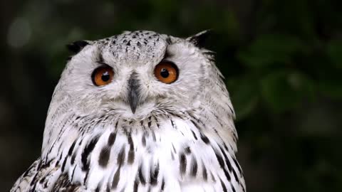 Watch a beautiful owl