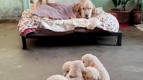 Cute Mother DOgs Protecting Their Babies Compilation -Dog Protects Puppy Videos
