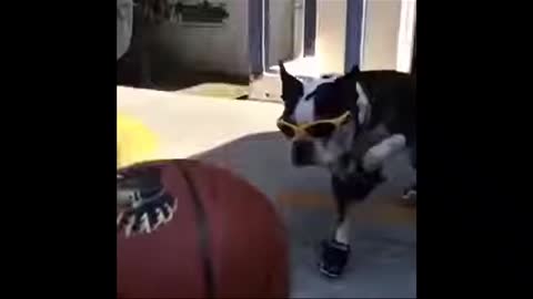 Dog Wearing Shoes and Sunglasses 🐶😎👟