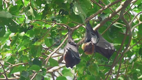 Lyle's flying fox (Pteropus lylei) hangs on a tree branch and washes