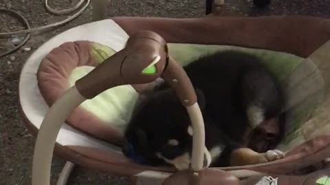 Puppy in a baby swing