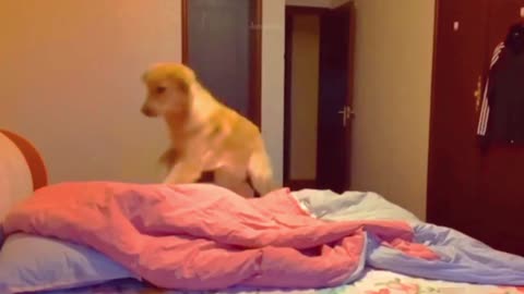 Dog's funny moments is so amazing