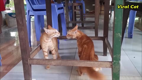 Cats Fighting and Meowing