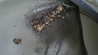 HACK, Using DEET to Kill Ants