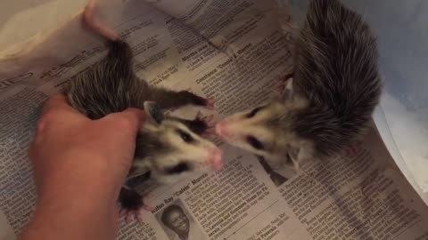 Growly baby opossums