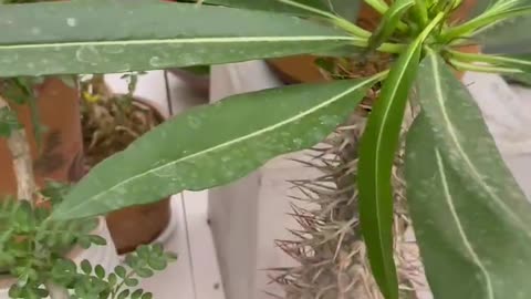 Small potted plant with many needles in the trunk